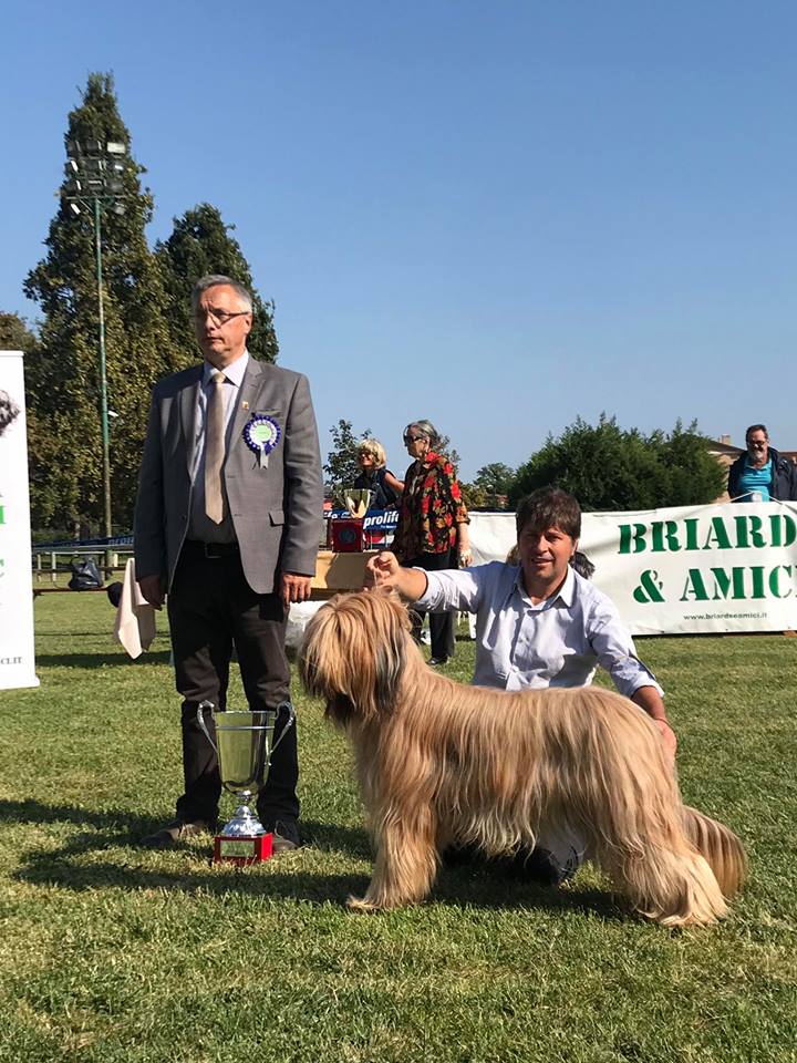 briard